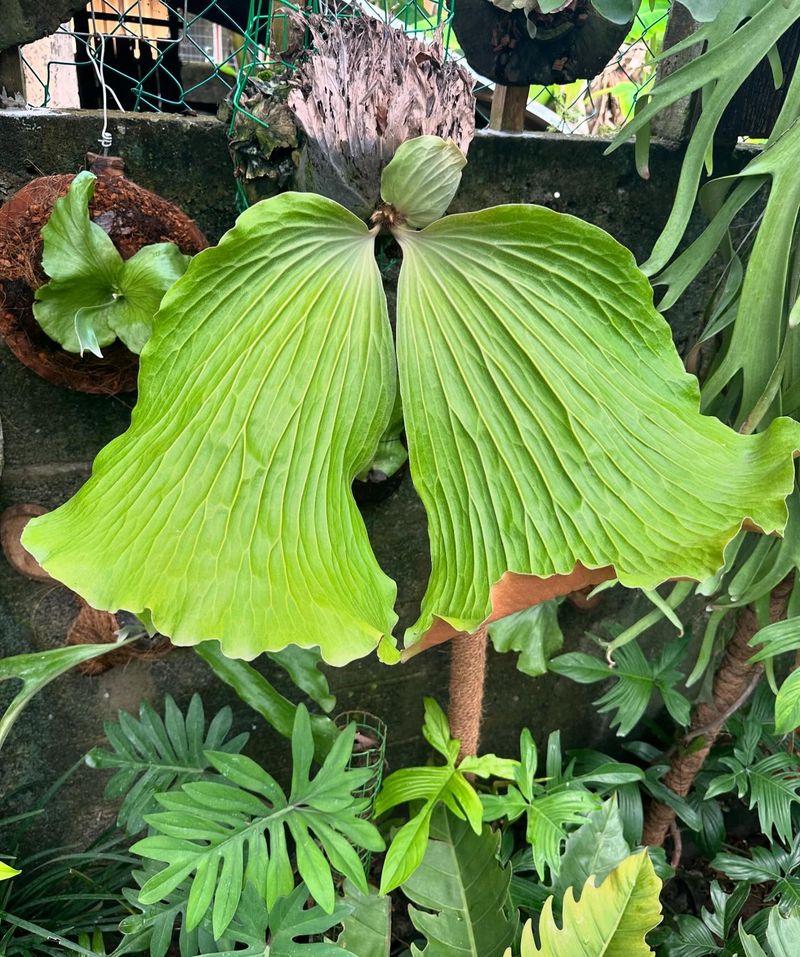 Staghorn Fern