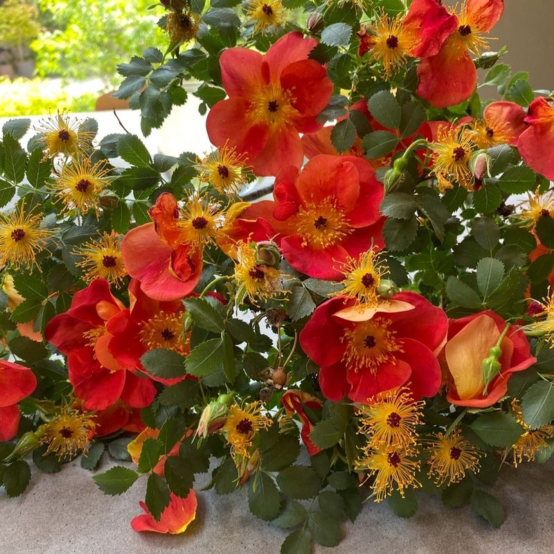 Austrian Copper Rose (Rosa foetida 'Bicolor')