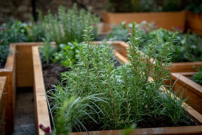 Medicinal Garden: Healing Plants Through History