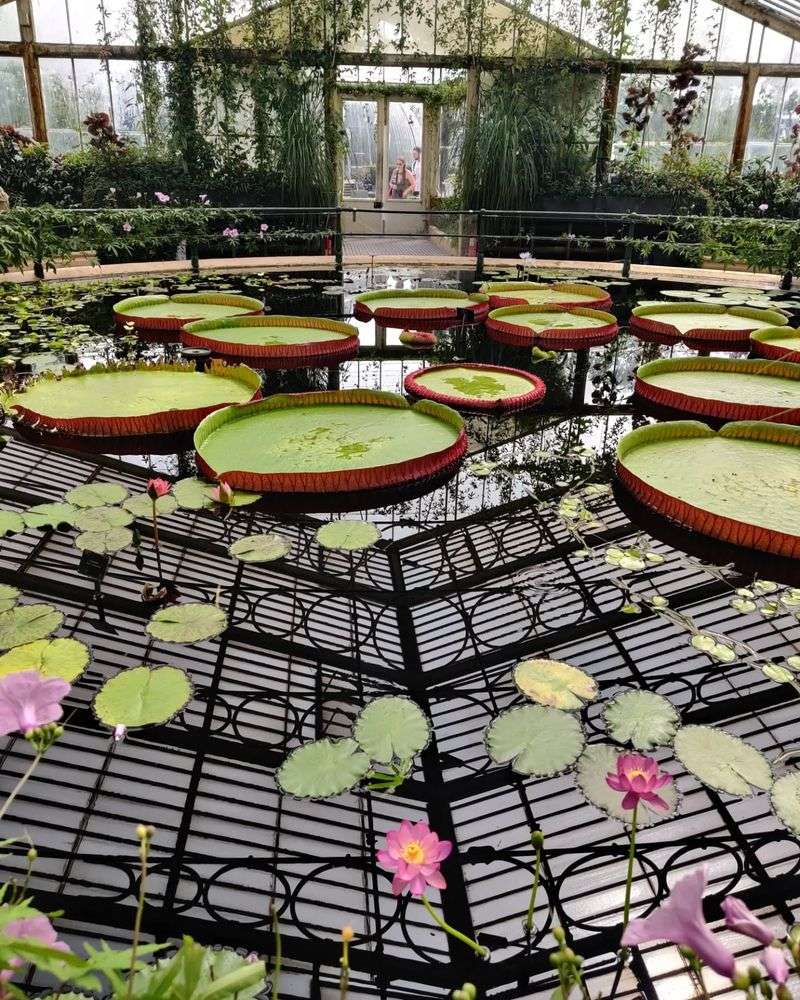 Victorian Water Lily House