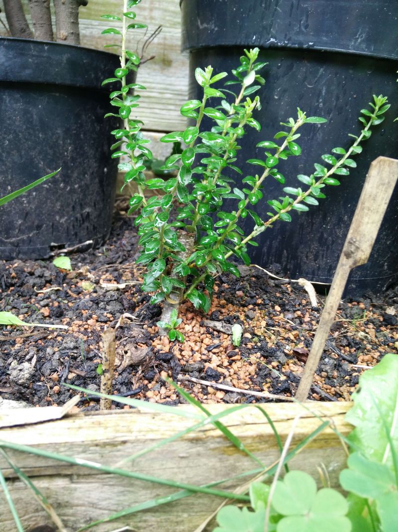 Cotoneaster (Cotoneaster horizontalis)