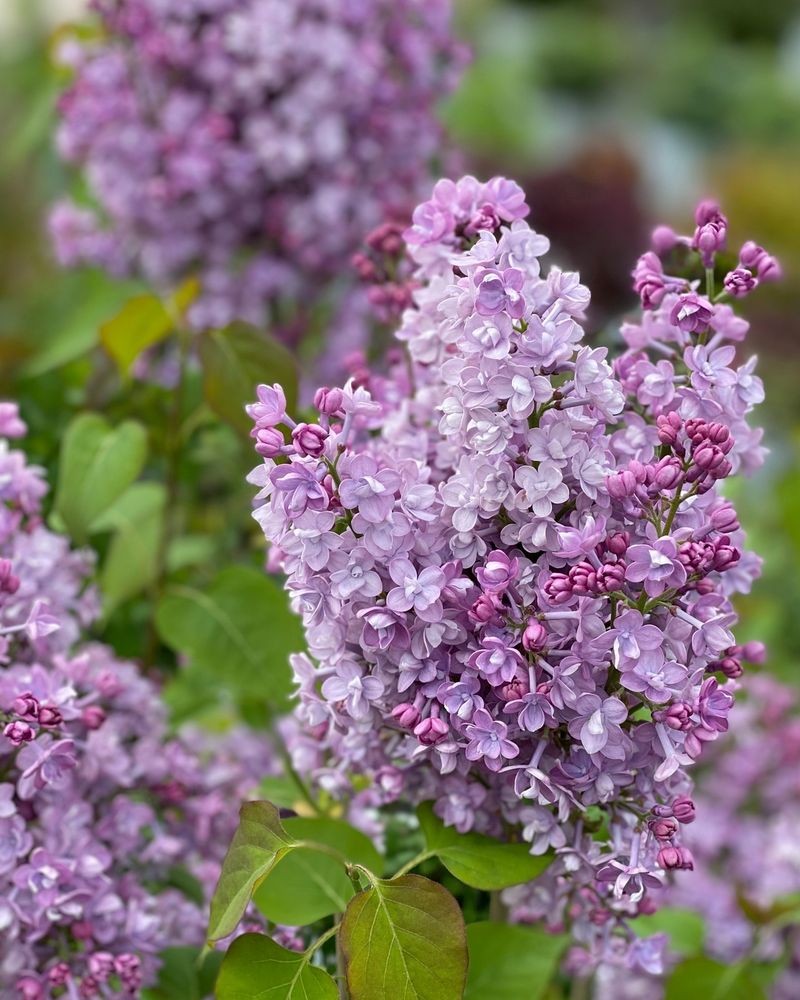Lilacs: Spring-Summer Transition Stars