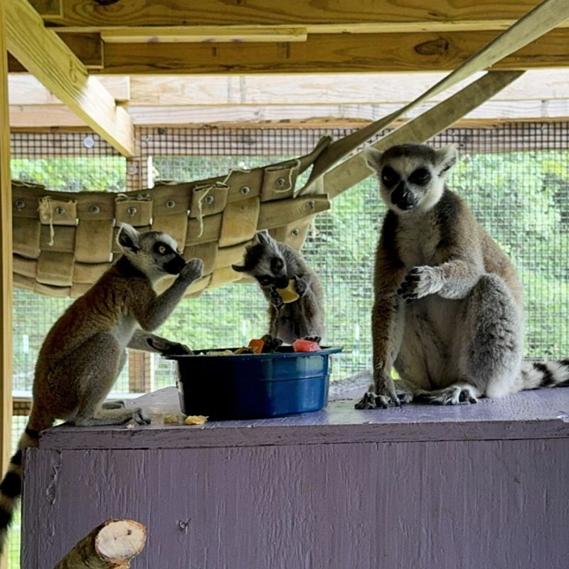 Exotic Animals