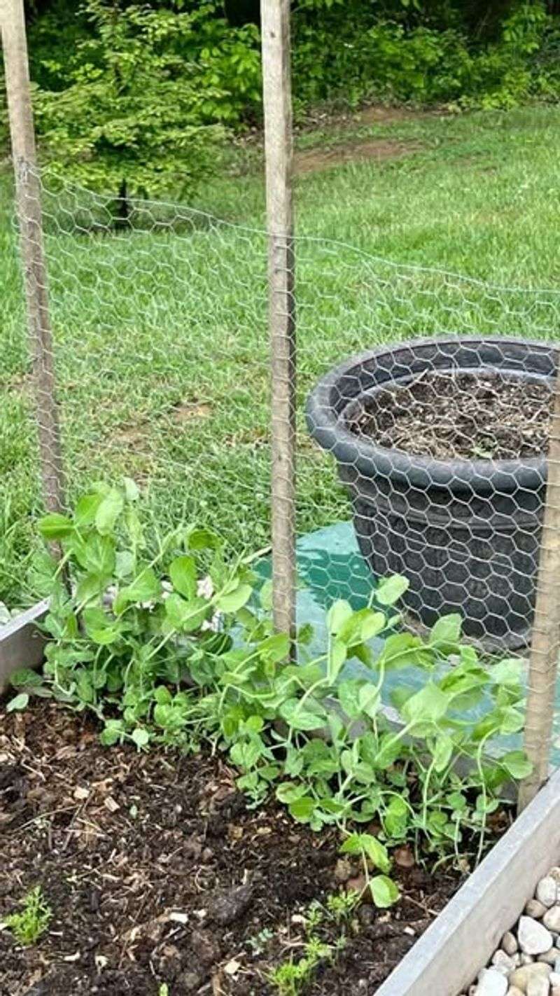 Stick Trellises
