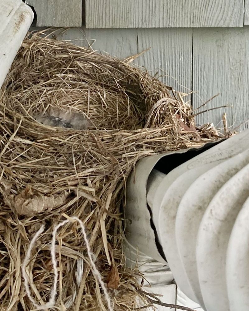 Natural Nesting Materials
