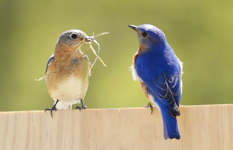 Bluebird Families