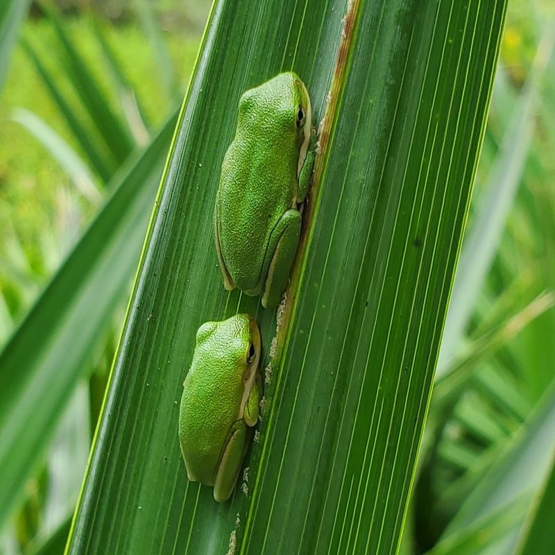 Tree Frogs