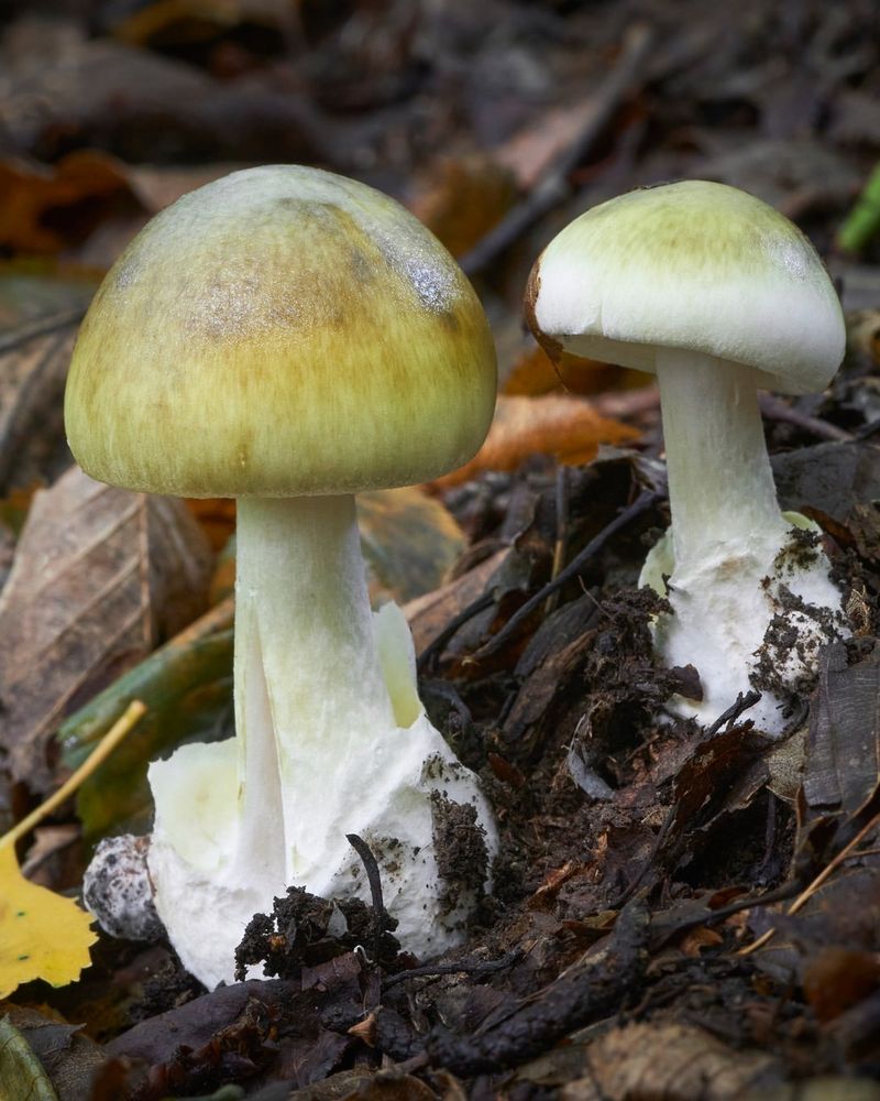 Death Cap