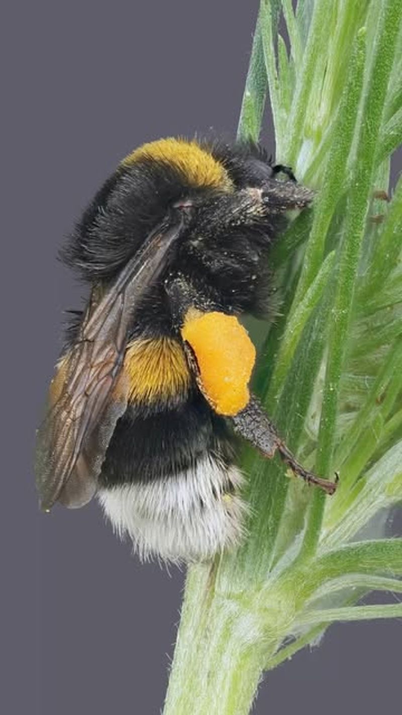 Bumblebees