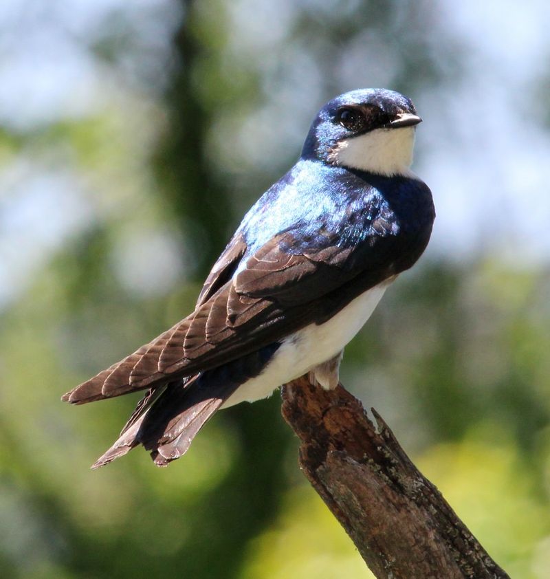 Migratory Birds