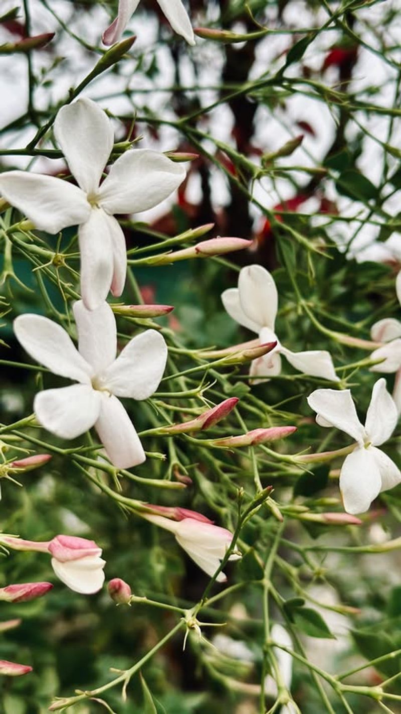 Jasmine
