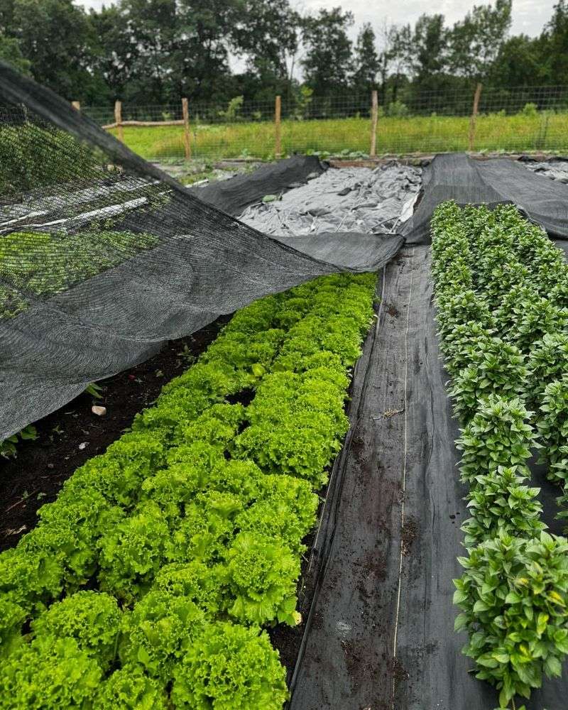 Shade Cloth Covers