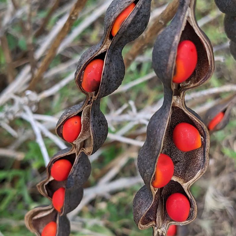 Coral Bean