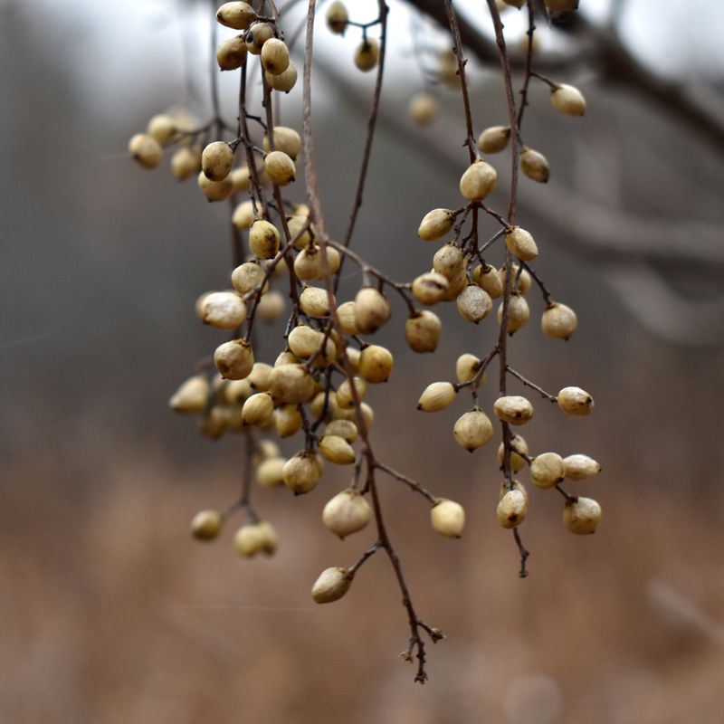 Poison Sumac