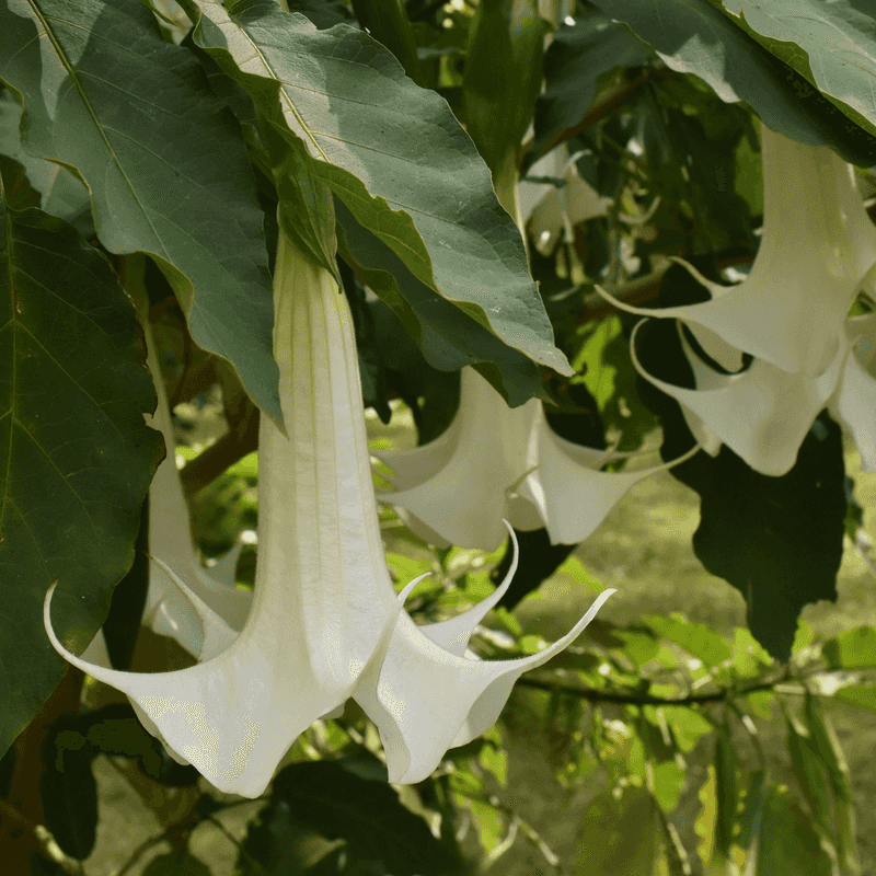 Angel's Trumpet