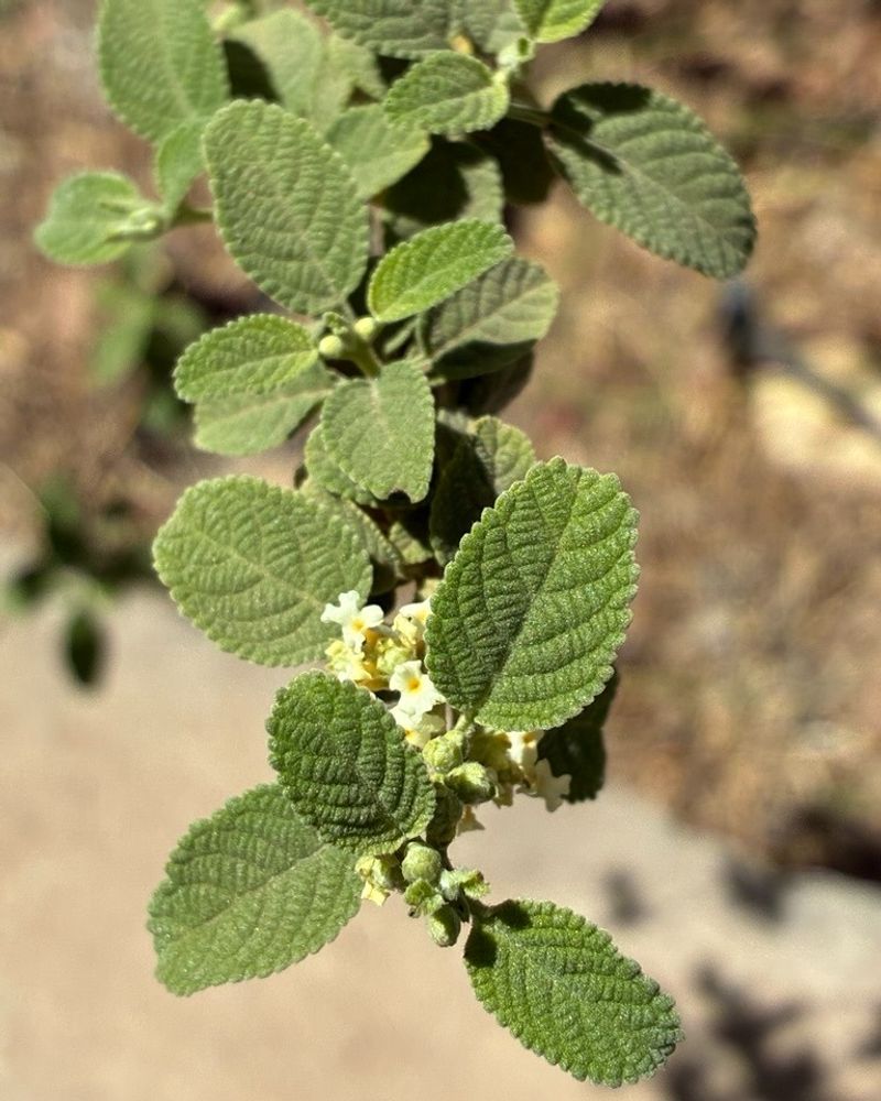 Mexican Oregano (Poliomintha longiflora)