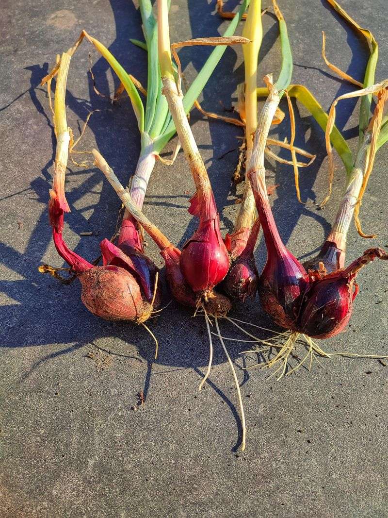 Potato Onions