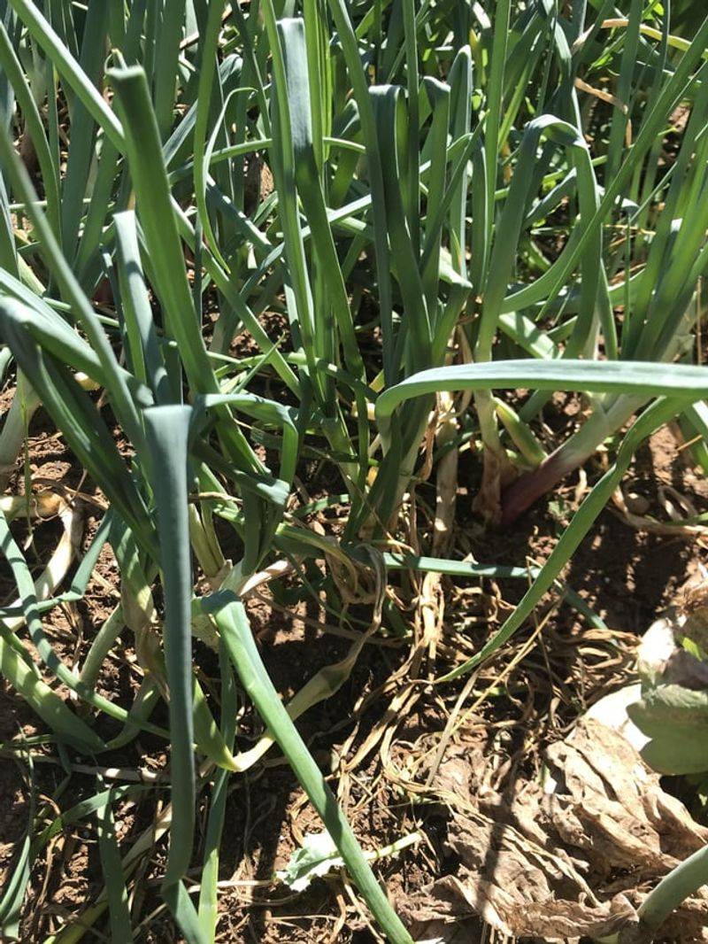 Welsh Onion