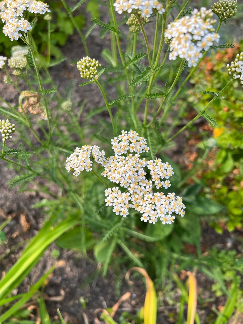 Yarrow (Achillea millefolium)