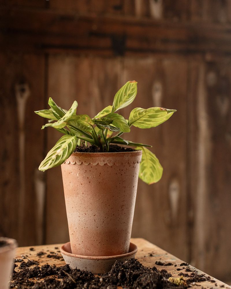 Potted Plants with Saucers