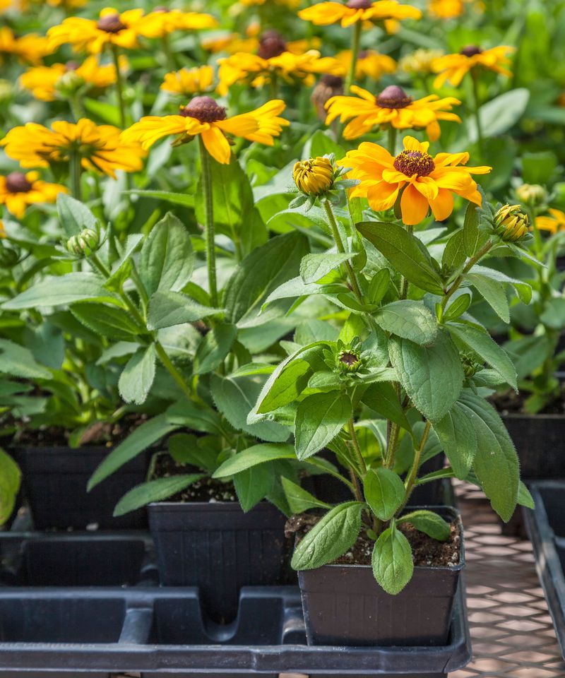 Black-Eyed Susan (Rudbeckia)