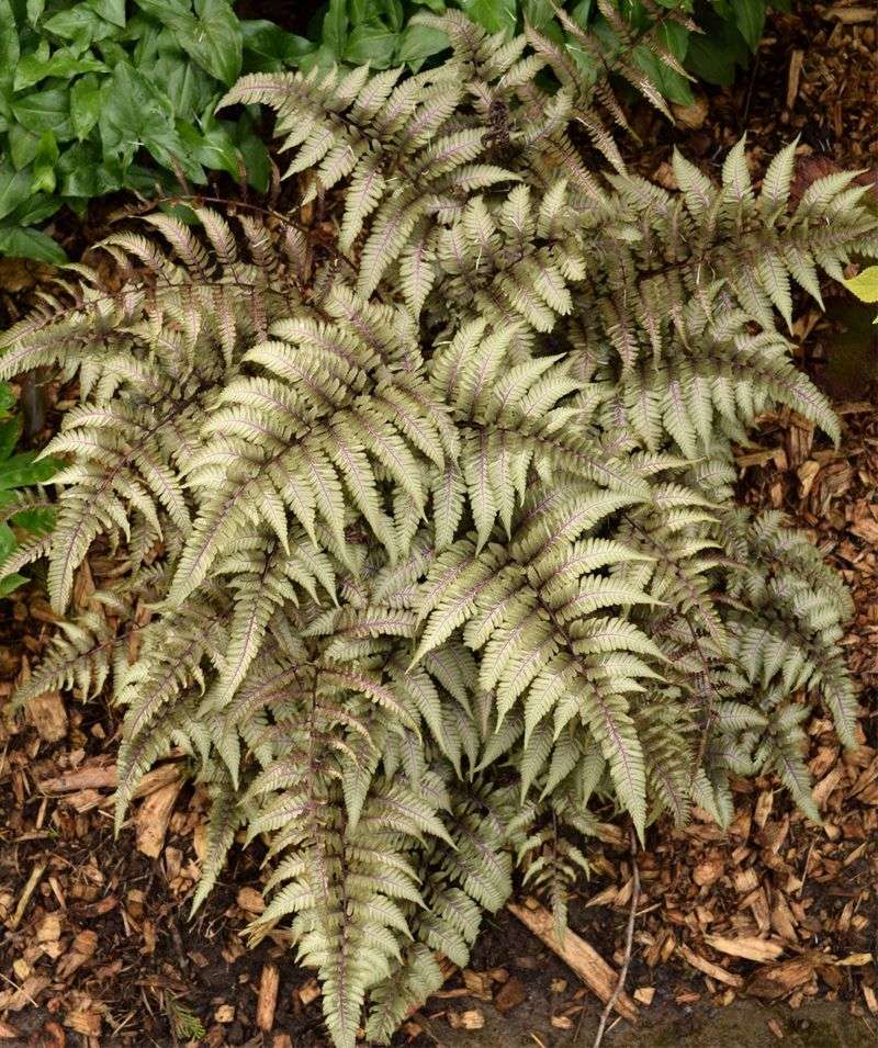 Japanese Painted Fern (Athyrium niponicum)