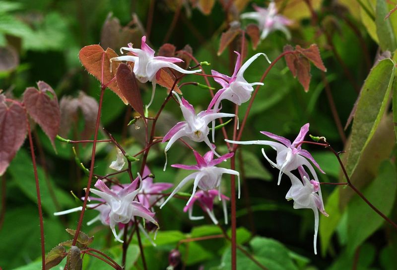 Epimedium