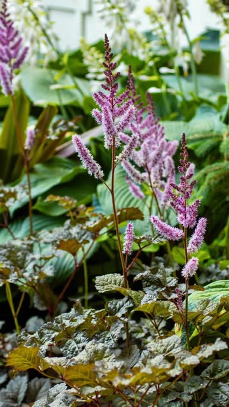 Astilbe