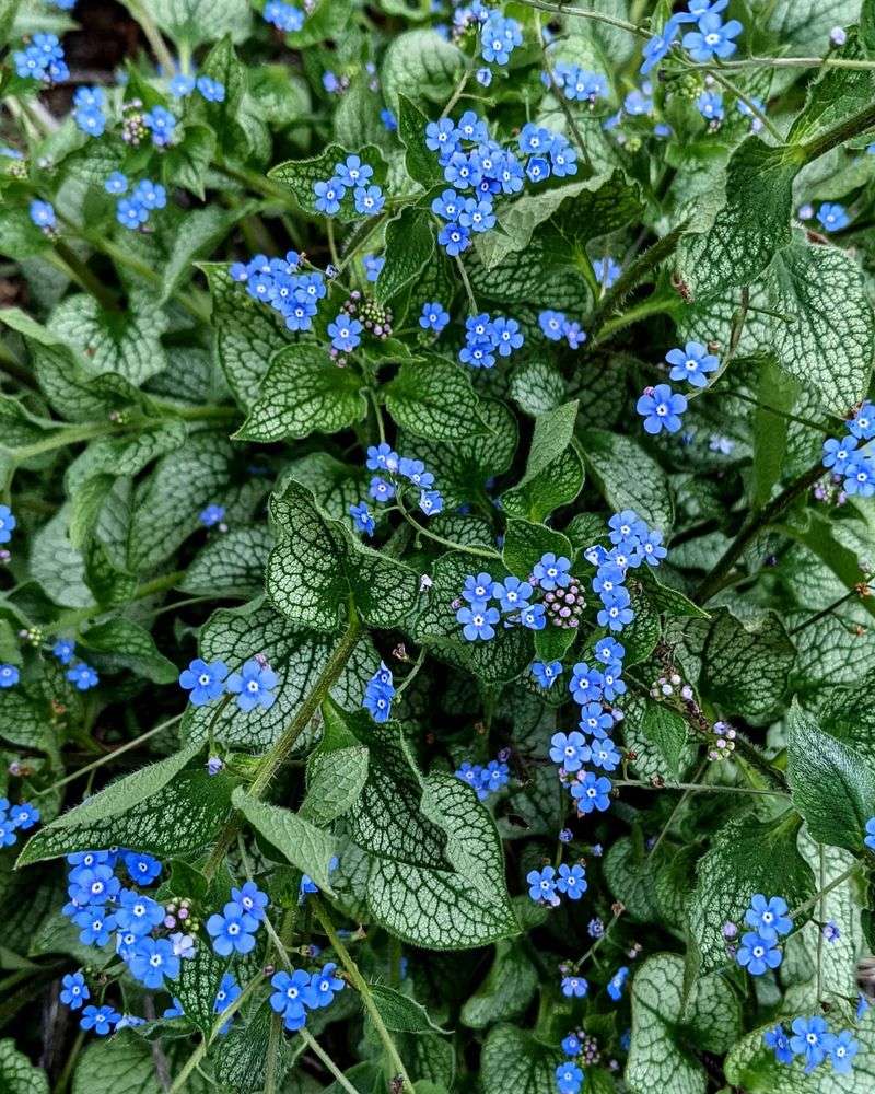 Brunnera: Heart-Shaped Leaves With Blue Blooms