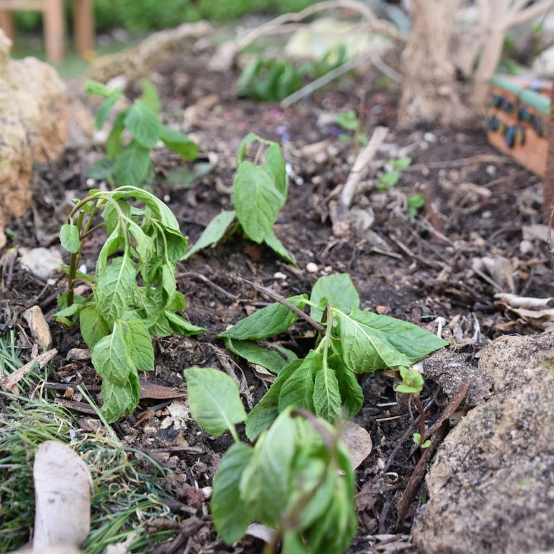 Container Vegetables