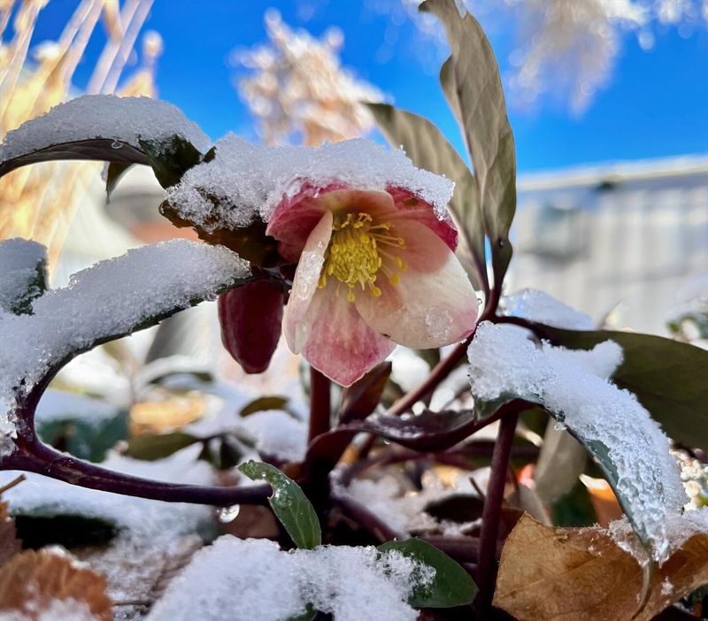Hellebores For Winter Blooms