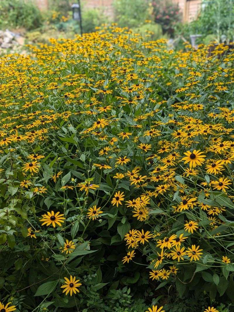 Black-Eyed Susan