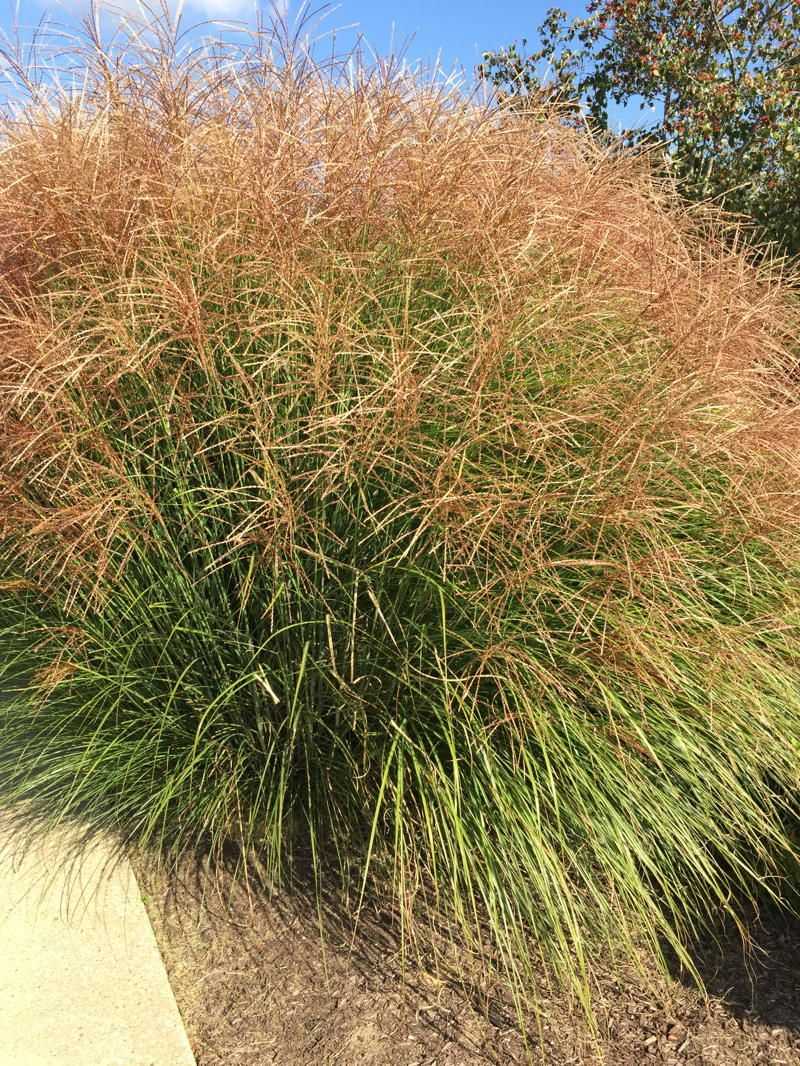 Miscanthus Grass