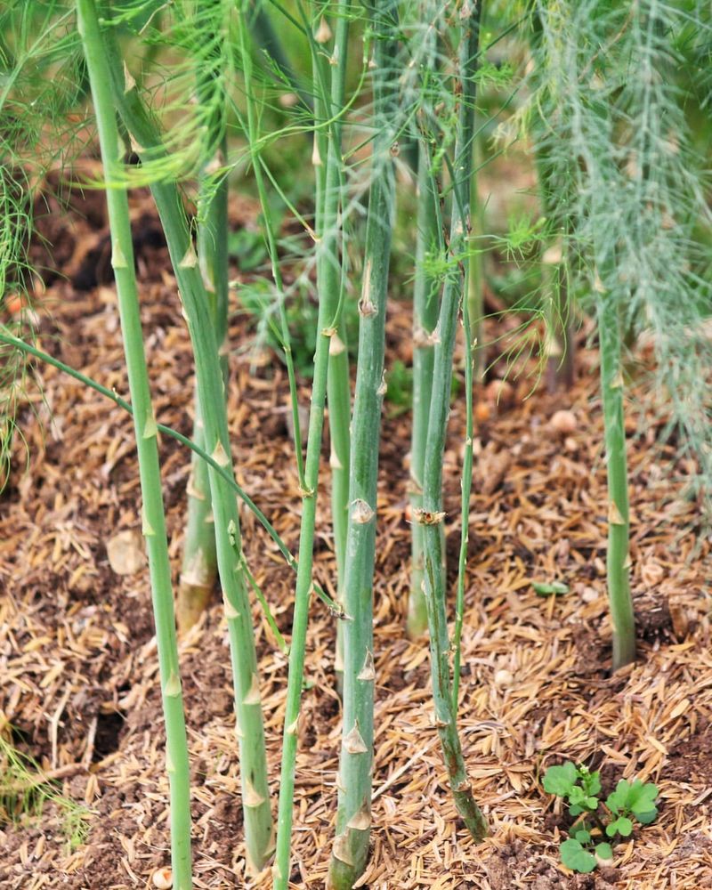 Asparagus: The Perennial Vegetable