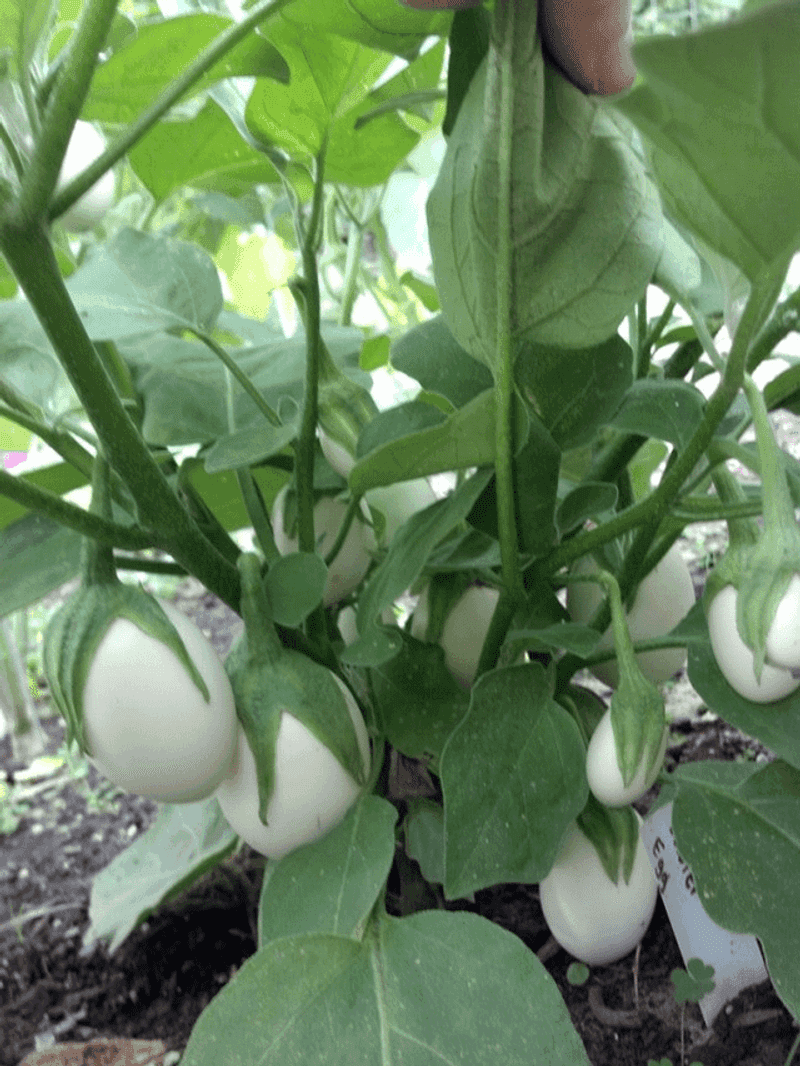 Eggplant