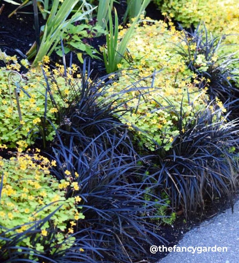 Black Mondo Grass with Golden Japanese Forest Grass