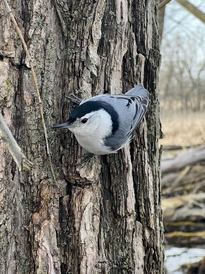 White-breasted Nuthatch