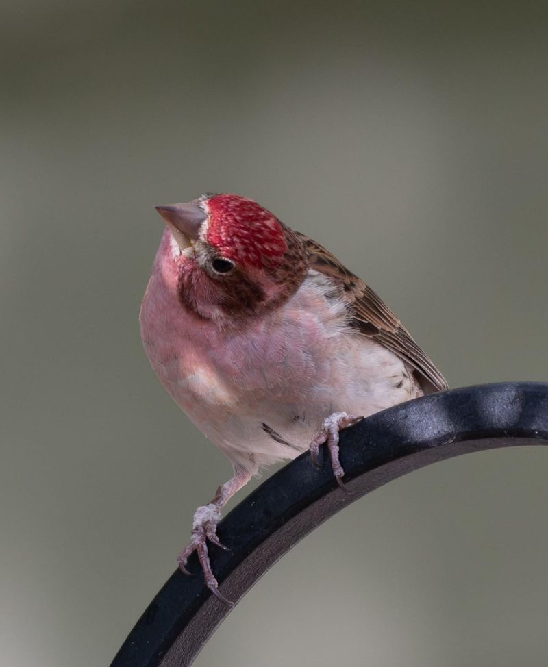 Purple Finch