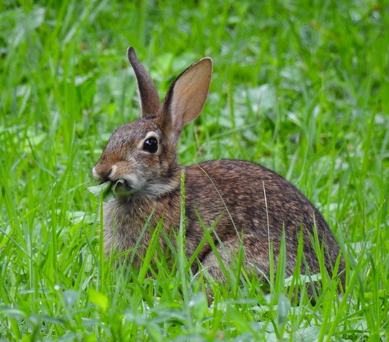 Eastern Cottontail Rabbit