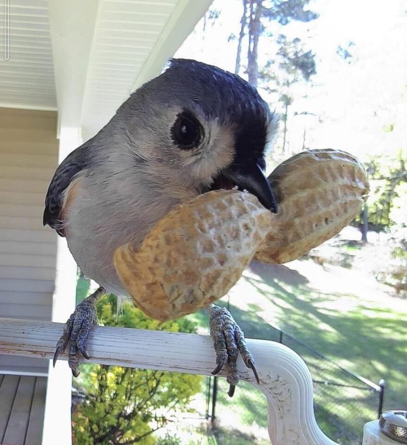 Tufted Titmouse