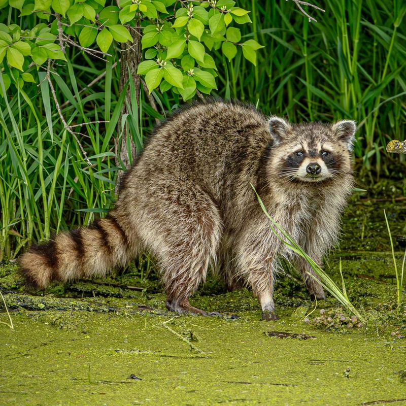 Common Raccoon