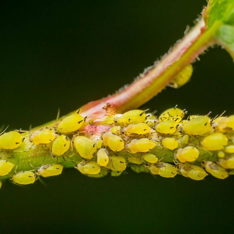 Aphids