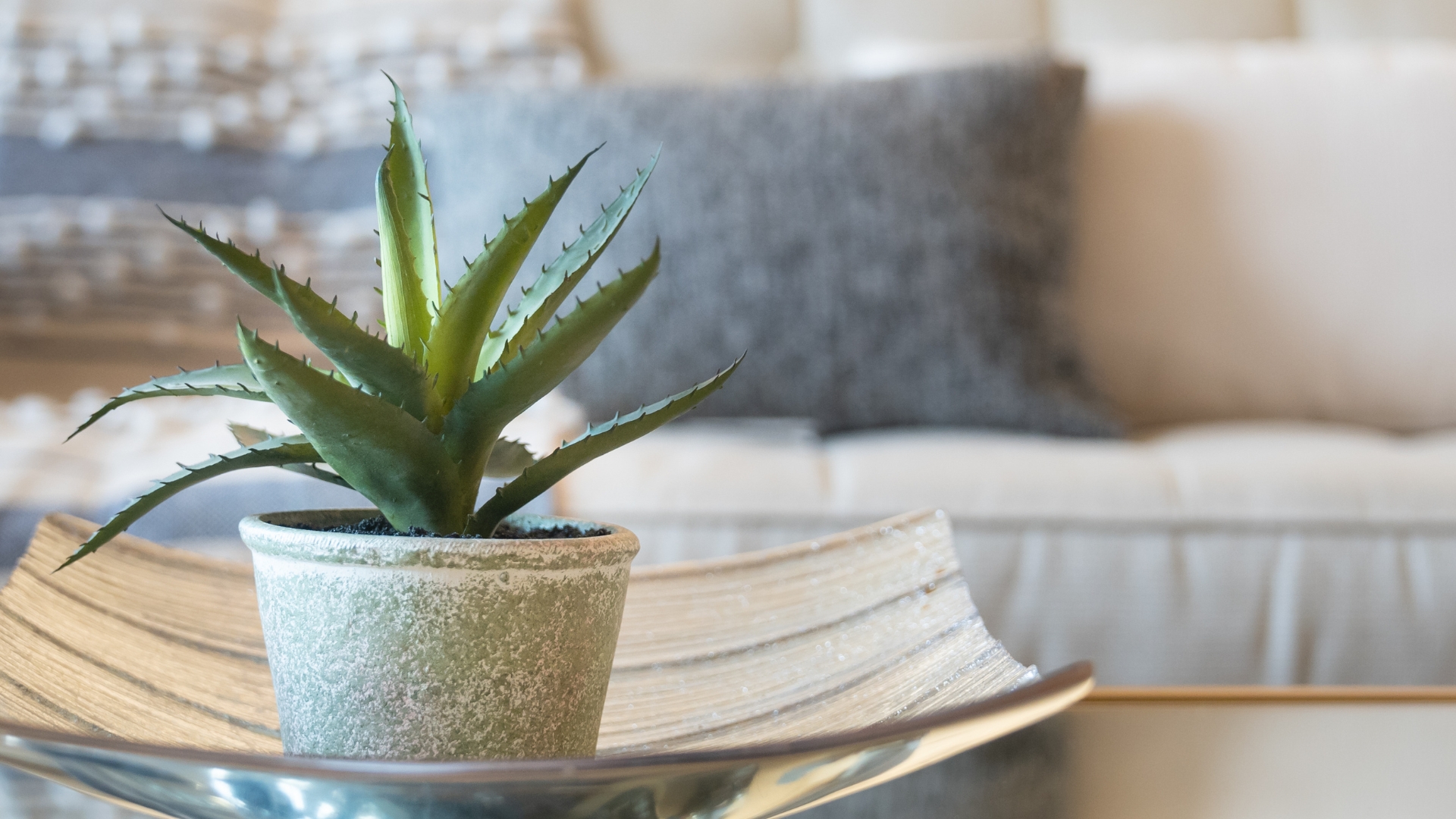 Houseplants That Could Help To Cool Your Home