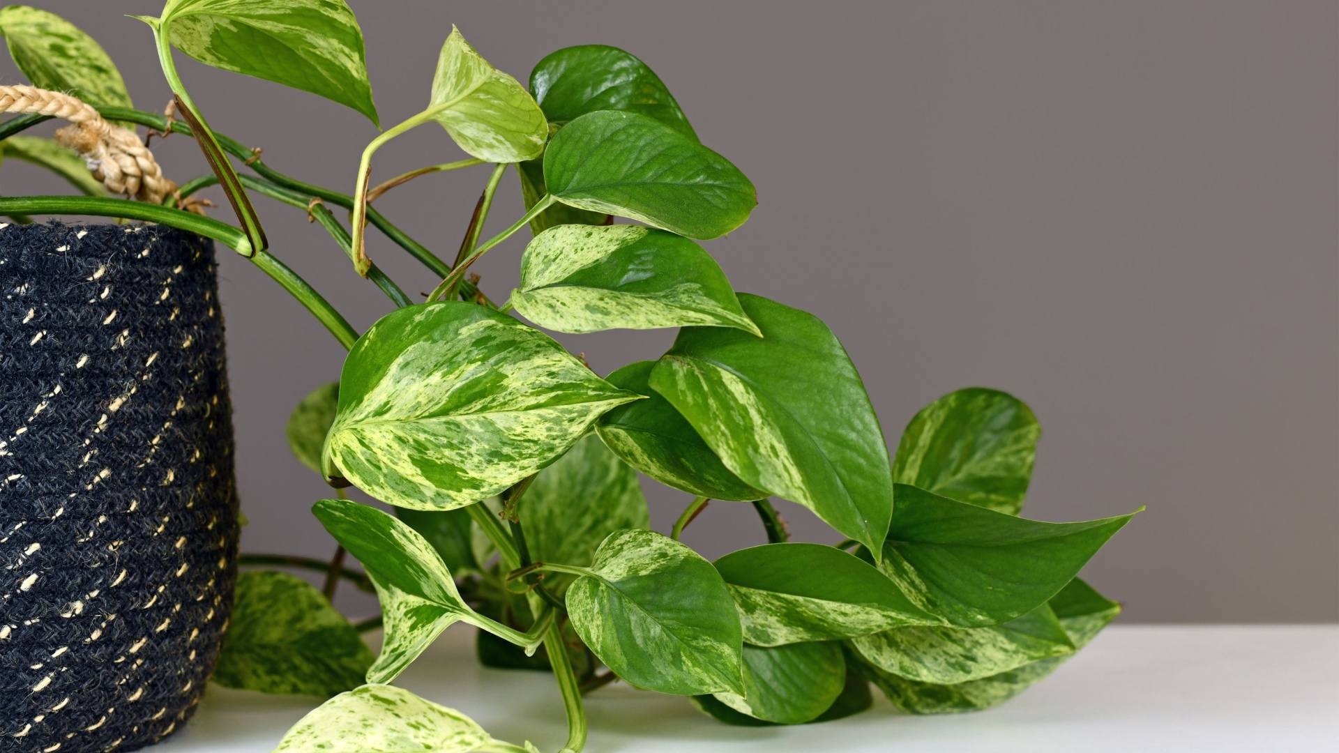 pothos