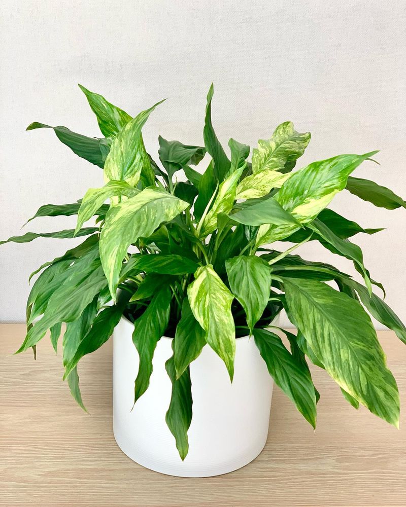 Peace Lily Protests