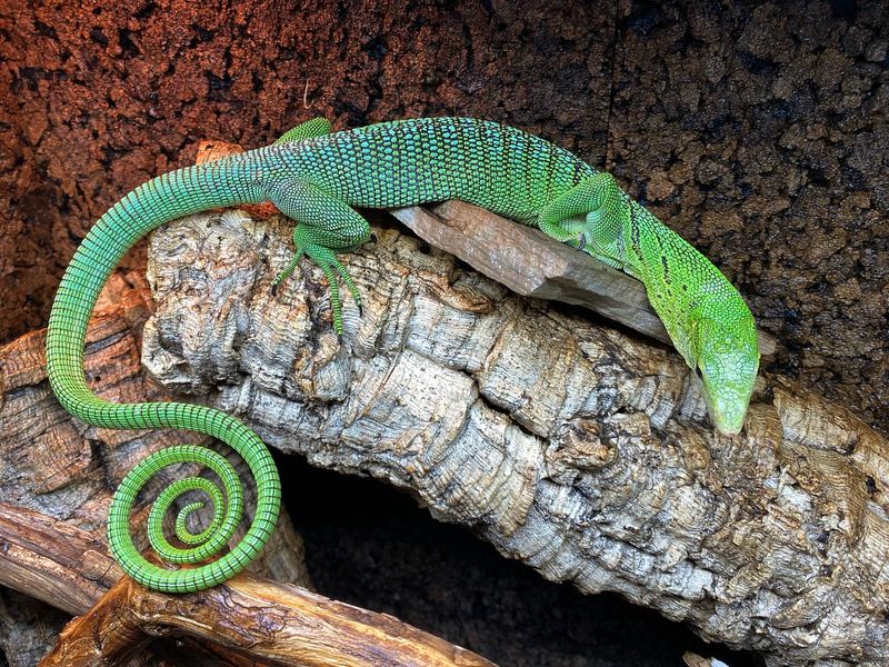 Lizards
