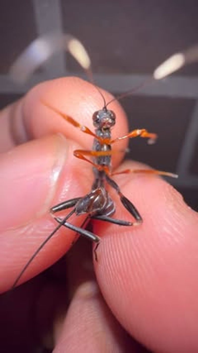Parasitic Wasps