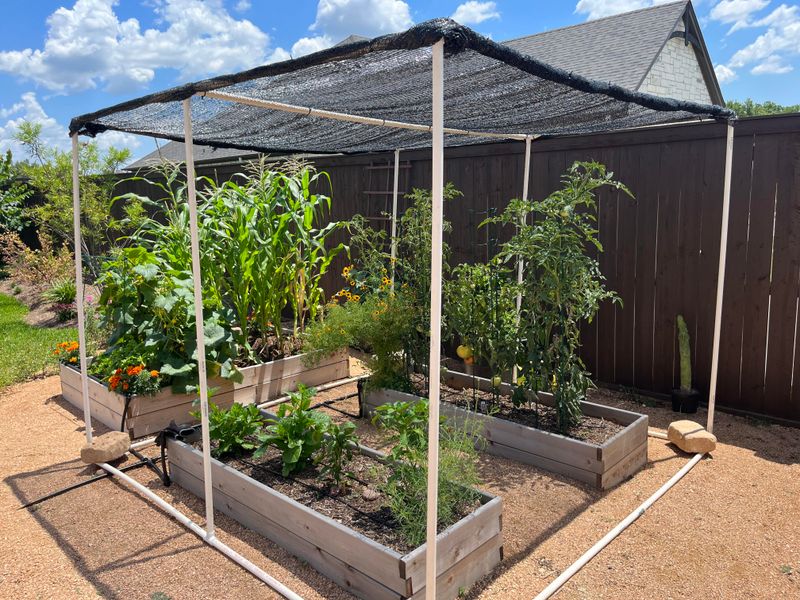 Portable Plant Umbrellas