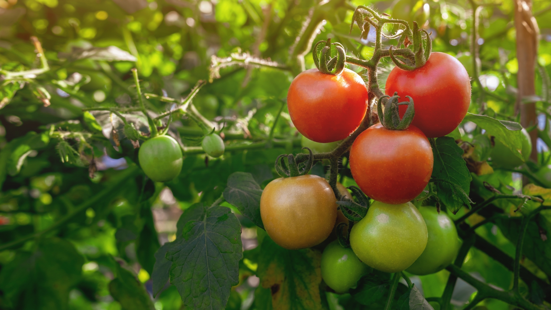 How To Prepare Tomato Plants For Fall In New York