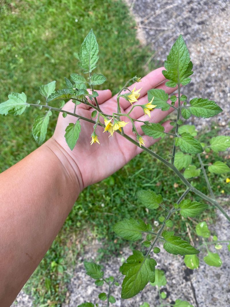 Prune Aggressively